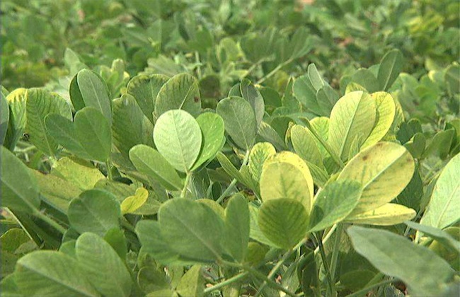 花生黄叶是怎么回事