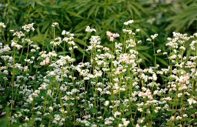 荞麦如何种植才能高产