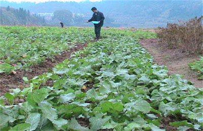 油菜的高产施肥技术