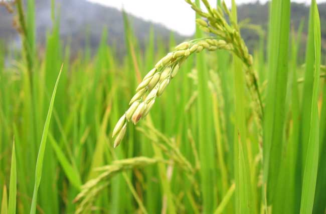 水稻中后期优质高产管理五措施