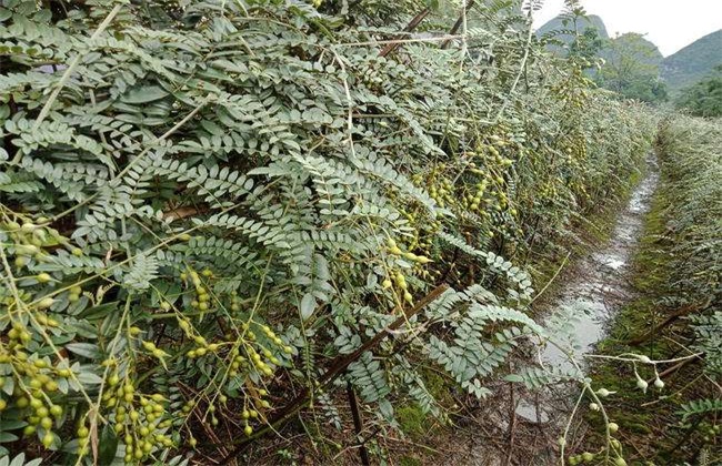 山豆根苗怎么种植