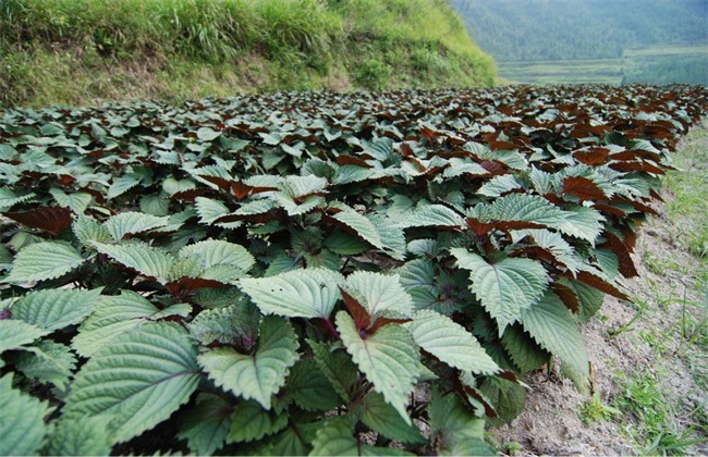 紫苏田间管理要点