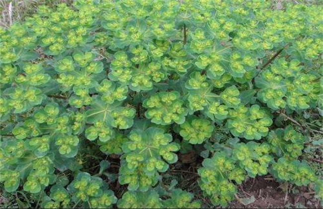 甘遂的种植技术