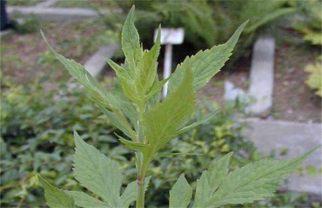 败酱草的种植技术