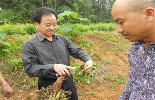 白术的病虫害防治技术