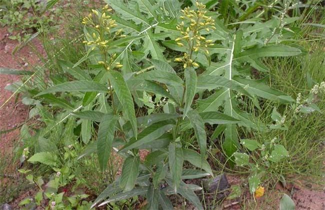 黄连的种植条件