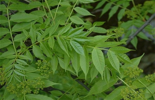 川楝子的种植方法