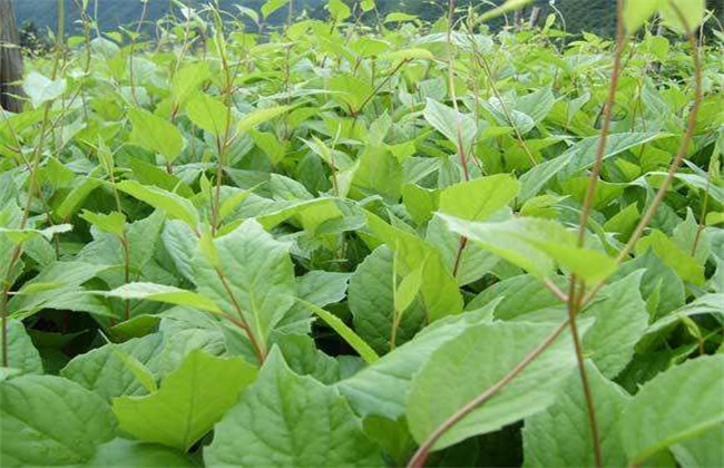 刺五加种植的注意事项