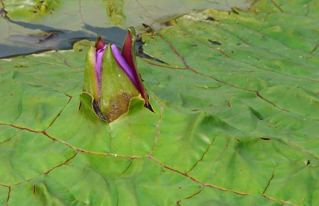 芡实种子价格及种植方法