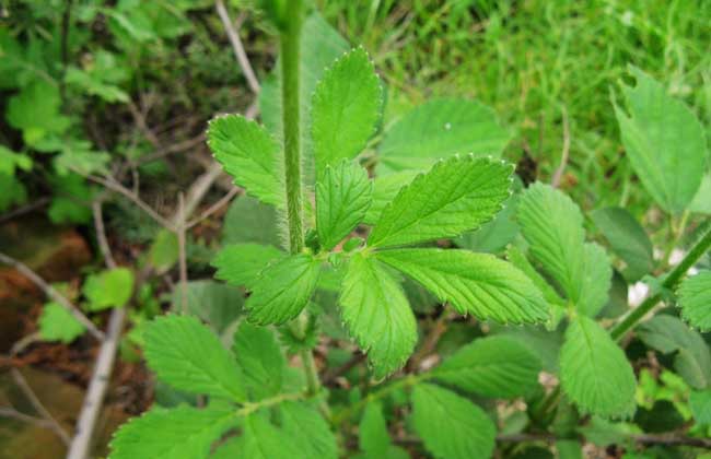 仙鹤草种子价格及种植方法