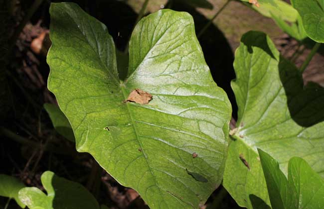 独角莲种子价格及种植方法