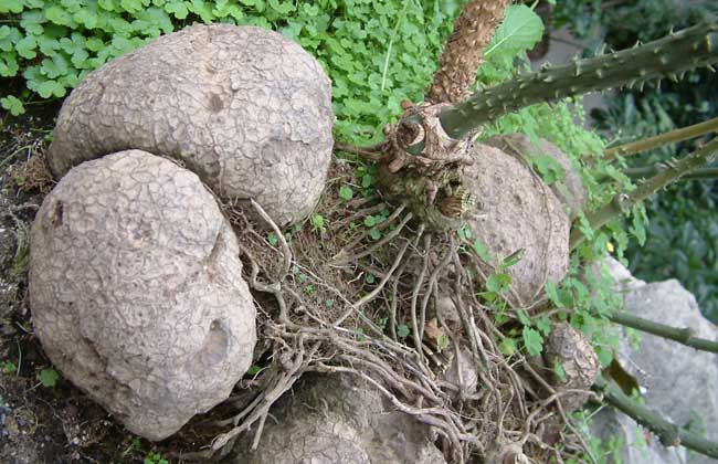 土茯苓是什么植物？