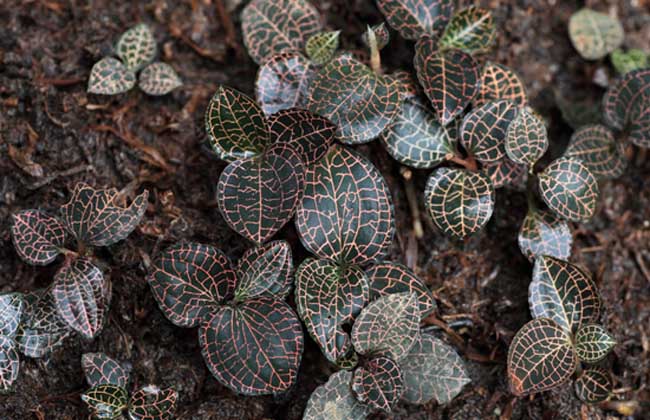 金线莲种植环境条件