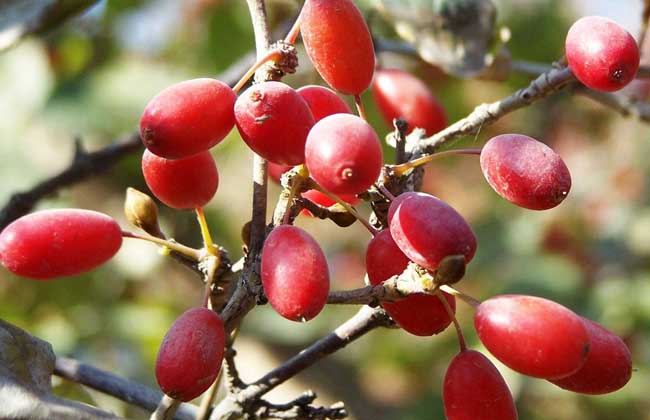 山茱萸种子催芽方法