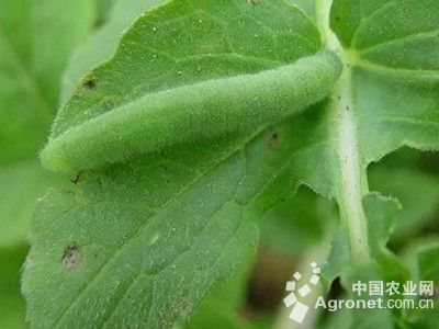 花椰菜菜青虫的防治