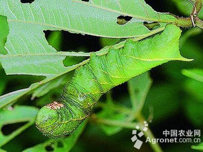 荷兰豆豆天蛾的防治