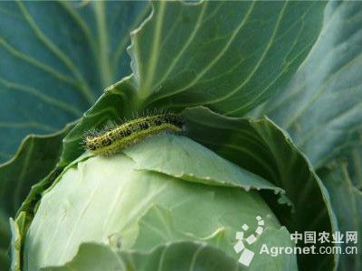 甘蓝菜粉蝶的防治