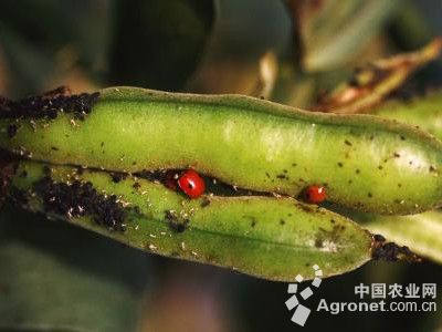 菜豆蚜虫的防治