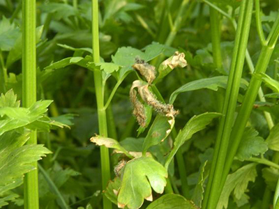 芹菜细菌叶斑病的防治