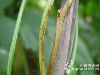 扁豆茎枯病的防治