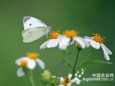 芥蓝菜粉蝶的防治