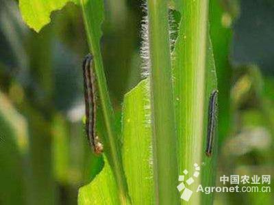 菜用玉米粘虫的防治