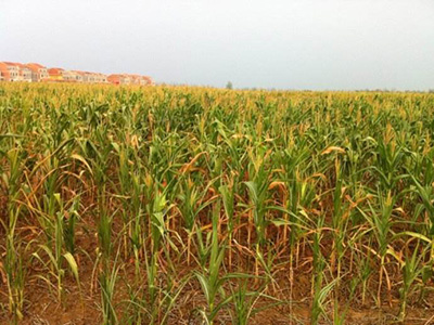 玉米高温干旱的防治