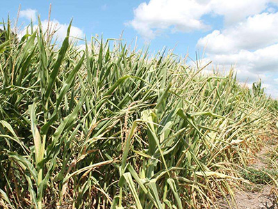 玉米高温干旱的防治
