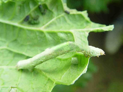 大白菜大造桥虫的防治