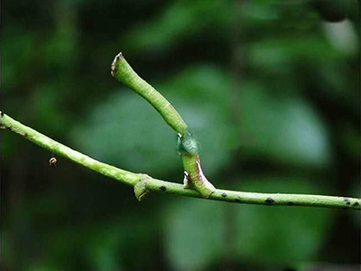 大白菜大造桥虫的防治