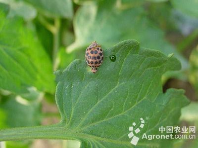 番茄二十八星瓢虫的防治