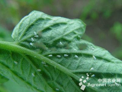 番茄温室白粉虱的防治