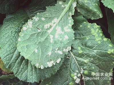 芥菜白锈病的防治