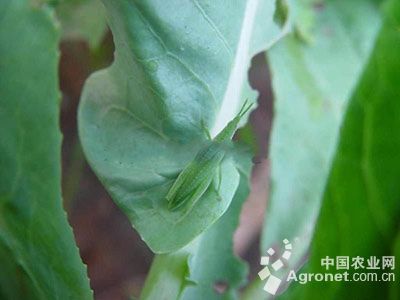 花椰菜短额负蝗的防治