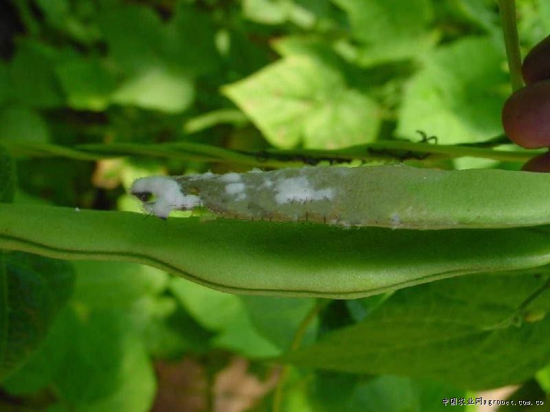 菜豆白绢病