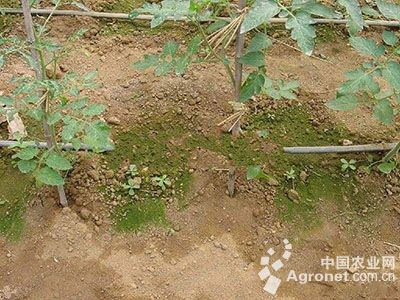 番茄受土壤盐渍化为害的防治