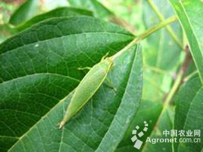 茄子短额负蝗的防治