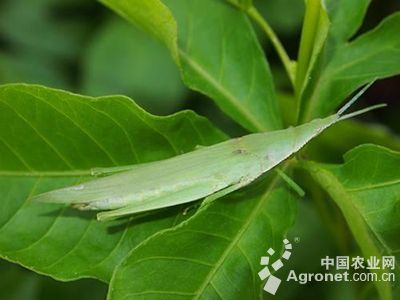 茄子短额负蝗的防治