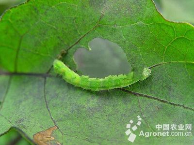 茄子棉铃虫的防治