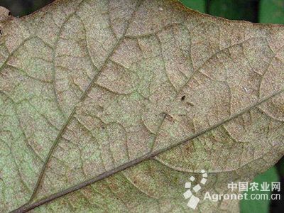 茄子茶黄螨的防治