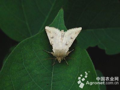 茄子烟青虫的防治