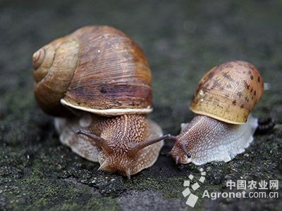 蜗牛的防治