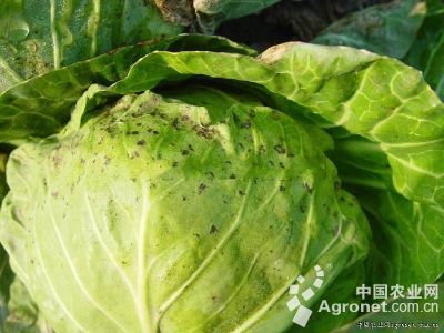 甘蓝细菌性黑斑病的防治