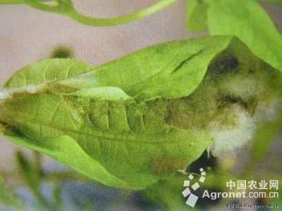 菜豆菌核病的防治