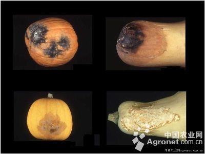 南瓜黑腐病的防治