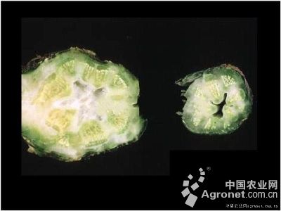 南瓜细菌性枯萎病的防治