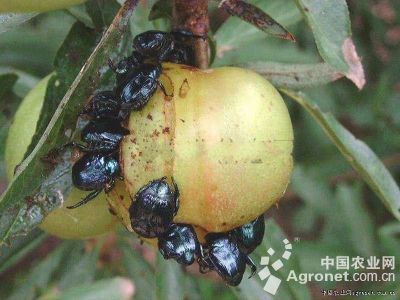 辣椒豆蓝丽金龟子的防治