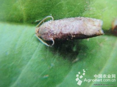 菜用大豆大豆食心虫的防治