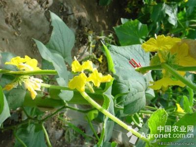 黄瓜有雄花无雌花的防治