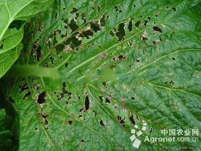 大白菜细菌性叶斑病的防治